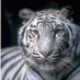WhitetigerPDX 🏳️‍🌈❤🦜🦩🌺🌴🕉 #SlavaUkraini (@whitetiger1008) Twitter profile photo