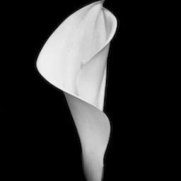 Developing social enterprises for the delivery of affordable, ethical and ecological funerals.