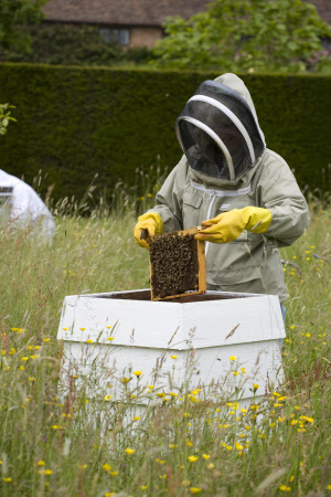 beekeeper to NT @ Scotney Castle & Bodiam Castle