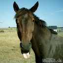 Nina Hoffmann - @shettybubi - Twitter