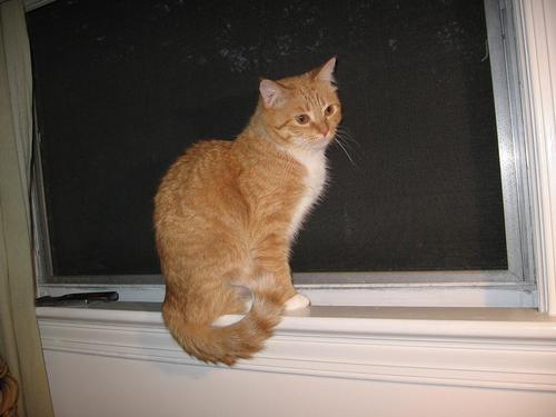 CleoTheKitten's profile picture. 