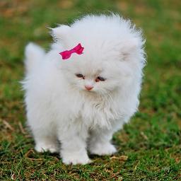 noieatboys's profile picture. Just a fangirl who runs fansites. Nothing special to see here. move along..