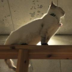 子ネコのライオンくんが大きくなってライオンになるまでのTwitterです。