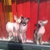 eveilen groen (@6katten123456) Twitter profile photo