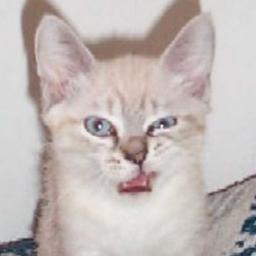 chefnicci's profile picture. 