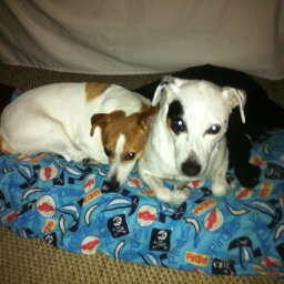 Gambleforprofit's profile picture. g4pgambleforprofit@gmail.com  Skype:gambleforprofit