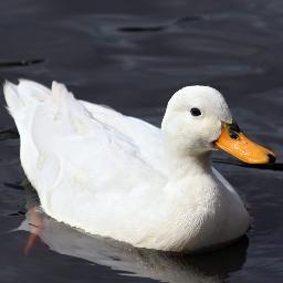 Cuack cuack cuack cuack cuack cuack cuack cuack cuack cuack cuack cuack cuack cuack cuack cuack cuack cuack cuack cuack.