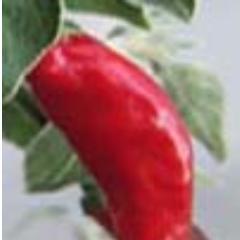 hotpeppersempir's profile picture. I grow hot peppers for my salsa and other recipes.