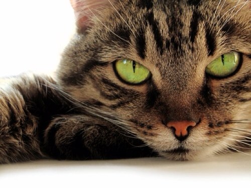 Meow, Im the Corrie Cat who enjoys sitting about all day sniffing cocaine and spreading my legs in back alleys