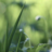 pieceofgreen's profile image