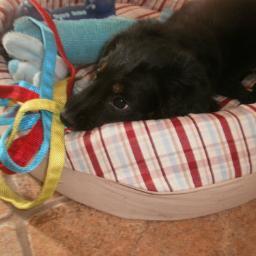 I love my dogs Nacho and Mason And frankly, if u dont like me, get the off my page!