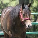 Lauren Darr - @Pippi830 - Twitter