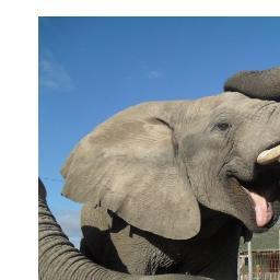 Green Volunteers Profile