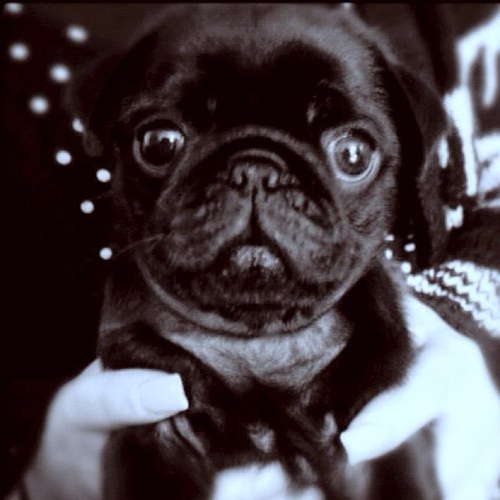 ralph_pug's profile picture. My name is Ralph the Pug telling the world to love pugs not drugs..