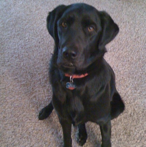 JayLarimore's profile picture. Social media outlet for a stubborn antisocial