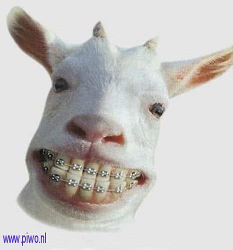 #teamschapen // Ik follow iedereen back.