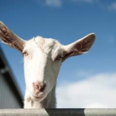 drysdalecheeses's profile picture. pure goat milk and hand made goat cheeses proudly manufactured on the bellarine