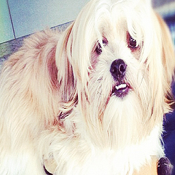 Olá pessoal! Sou filho da @lua_blanco. Amo minha mamãe mais que tudo nessa vida! Me sigam, eu sou muito fofo. Au au au!!