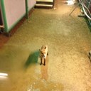 fox - @darren_liddle - Twitter