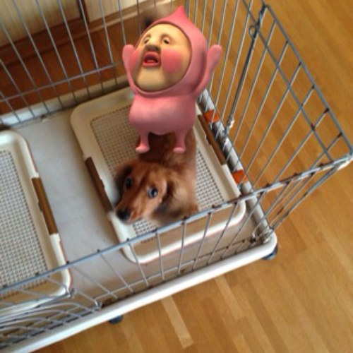 m_kato04's profile picture. 温泉とアイドルを愛する中年男子です 嫁より愛犬を可愛いがってます