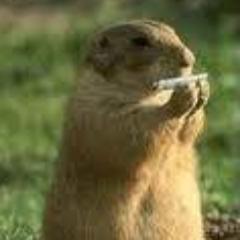 o bonde é sinistro a erva é sem-vergonha eu so lontra e gosto muito de maconha