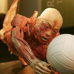 O Corpo Humano