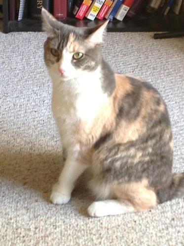 The_Republicat's profile picture. A strong FISHcal CATservative. A family cat. A furry friend. A CATholic. A true AmeriCAT.