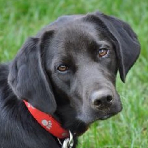 Lisamary2's profile picture. Lover of all animals, photographer, jewelry designer, artist of many mediums