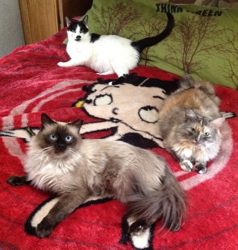 Awareness of the importance of spaying or neutering, adopting a shelter or rescue cat.