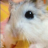 あちも (@achimo3) 's Twitter Profile