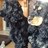 FurryWoofers's profile image
