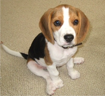 BeagleAile's profile picture. http://t.co/wbmYozJ46k