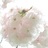 Kaoruko Chibana