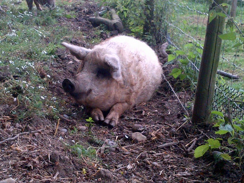 The Salvation Army Hadleigh Farm Rare Breed Centre