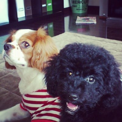 れいぼー 寝起きに後ろ左足をびっこひく 前にもあったんだけど 太りすぎかなぁ