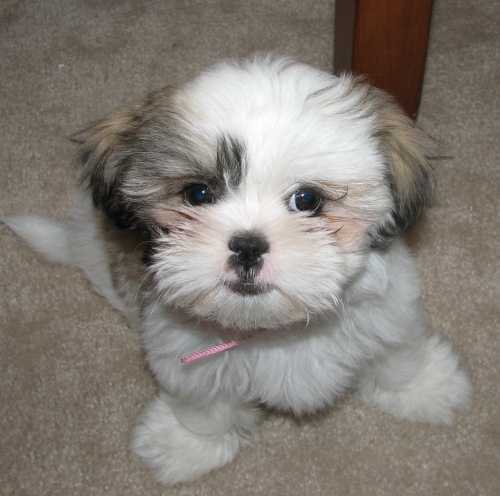 I'm a Shih Tzu, who is all british baby! #proud!