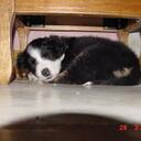 Gene Calvert - @railinbuff - Twitter