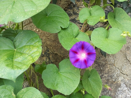 sjh53100504's profile picture. 영혼이 맑은놈