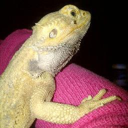 hire a reptile for ur upcoming event !!
Photo Shoots , Parties ..... and many more .