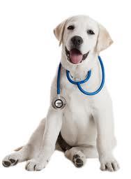 Clínica Veterinaria Tacoronte