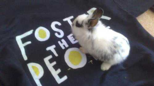 I am a bunny & my name is Foster. My mommy is @FosterEmmelie. @fosterthepeople tweeted and retweeted a couple of times. @SophiaBush called me cute!