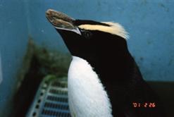 好きなモノ：ペンギン、北海道、紅茶、一青窈などなど