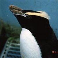 さった (@sa_tta_pen) Twitter profile photo