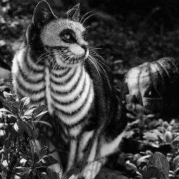 Uma_BabyWitch's profile picture. Fabi (POTTERHEAD)
FC  @_FallenAngelBVB 
Linkin Park,ETF,BVB,GNR,TH,Slipknot,A7x e outras bandas.
Marilyn Manson..