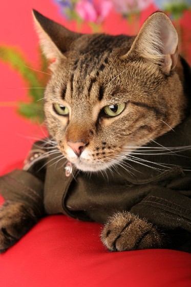 ninakao's profile picture. 