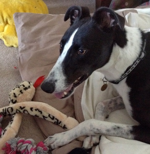 I may not be the swiftest or the smartest, but I is definitely the handsomest.