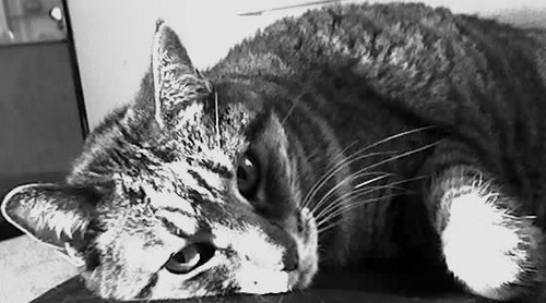 See also
@Pet_Mom2 on Twitter 
Pet Mom on Tribel 
@PetMom@universeodon.com on Mastodon 
PetMom on Spoutible 
@pet-mom.bsky.social on BlueSky