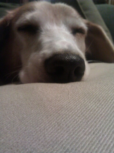 Tail wagging, nap taking