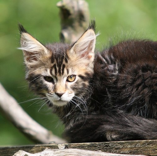 Maine Coons, Chausies & Savannahs breeding