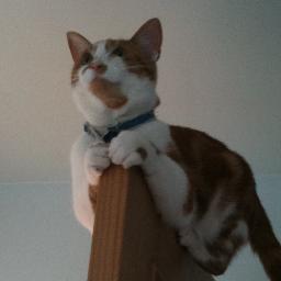 sowerbytom's profile picture. Mental health practitioner. Purveyor of fine food, coffee, ale and reasonably priced wine. Fundamentally anti-fundamentalist.